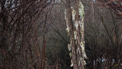 Obraz premium Bone totem in the middle of the forest