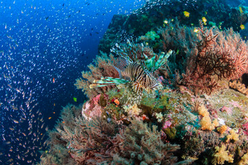 Common Lionfish on a coral reef at Black Rock in the Mergui Archipelago, Myanmar