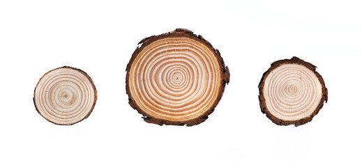 cross section of three tree trunk on white background