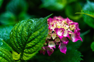 close up of a flower