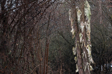 Obraz premium Bone totem in the middle of the forest