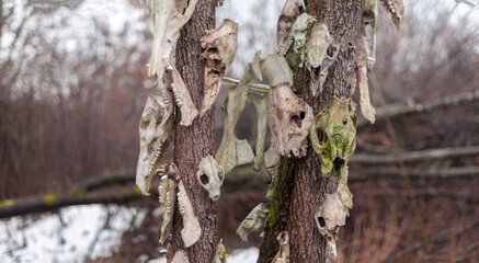 Bone totem in the middle of the forest
