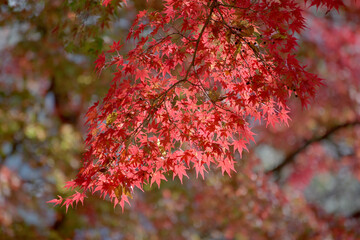 鮮やかな紅葉　葉模様