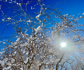 Snowy branches against bright blue sky.