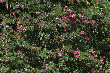 山茶花　花模様