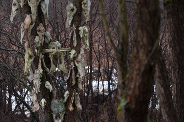 Bone totem in the middle of the forest