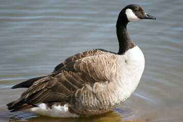 Canadian goose