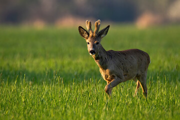 Roe deer, capreolus capreolus, buck with velvet antlers walking on grass in spring. Animal wildlife...