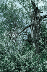 Young green foliage blooms in the trees. Bird cherry with white flowering branches stands in a clearing in the forest. Nature awakening in spring. Landscape.