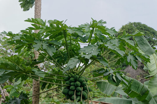 Papayer et ses fruits : les papayes - Guyane fran&ccedil;aise