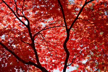 紅葉のカーテン