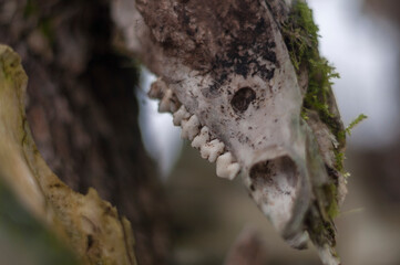 Bone totem in the middle of the forest