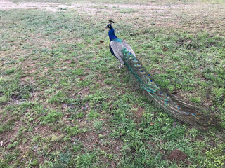 Obraz premium peacock in the grass