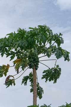 Papayer ou arbre de vie en Guyane française