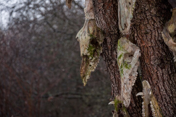 Bone totem in the middle of the forest