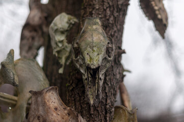 Bone totem in the middle of the forest