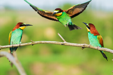 trinity of funny colored birds