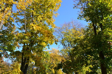 Fototapeta premium yellow maple tree