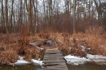 In the middle of the forest