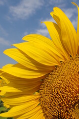 Naklejka premium Close up of a full bloom sunflower with blue sky background. Selective focus point