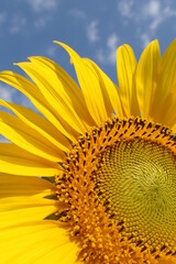 Naklejka premium Close up of a full bloom sunflower with blue sky background. Selective focus point