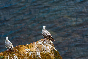 seagull on the rock