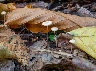 autumn, background, boletus, brown, closeup, colorful, edible, fall, food, forest, fungi, fungus, green, ground, macro, moss, mushroom, mushrooms, natural, nature, outdoor, plant, poisonous, season, 
