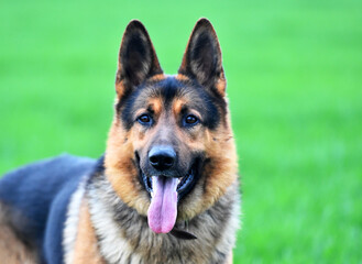 a nice and strong shepherd dog 
