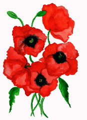 watercolor red poppies