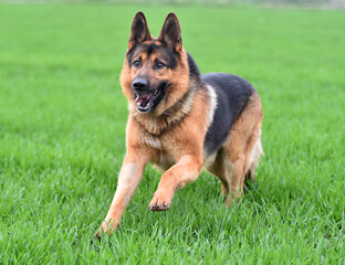 a nice and strong shepherd dog 