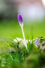 A portrait of a closed crocus flower standing in the grass next to a broken branch in a lawn of a garden. The purple plant has a white stem and is slighty taller than the grass surrounding it.