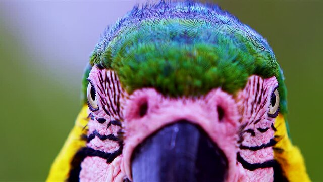Close-up of Macaw's head