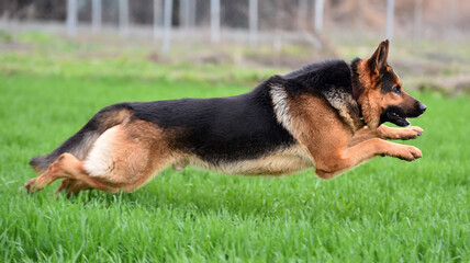 a nice and strong shepherd dog 