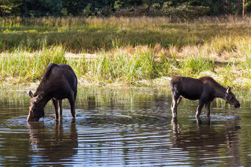 Wild Mother Moose  and calf eating from Colorado wetlands