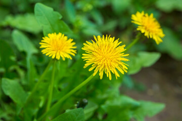 Dandelion, taraxacum officinale, flower on spring meadow. Dandelion blossom in green grass on the field. Spring time concept with blooming dandelion