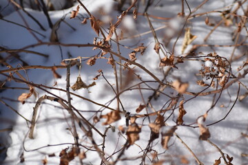 winter branches