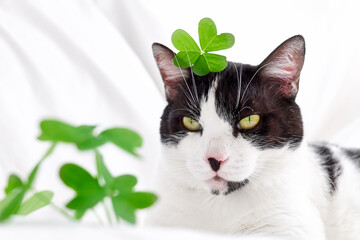 Funny black and white cat with a green shamrock leaves. Saint Patricks day. Irish holiday. Spring...