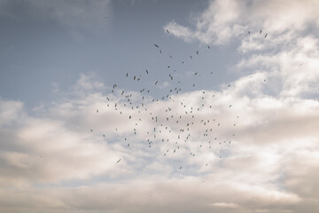 a flock of seagulls in the sky