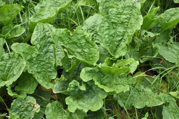 In nature, the plantain (Plantago cornutii) is growing