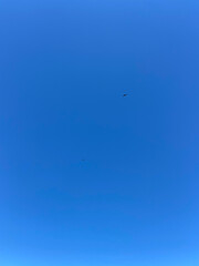 Mountain eagles flying. Predator birds hunting on Picos de Europa National Park, Potes, Spain.