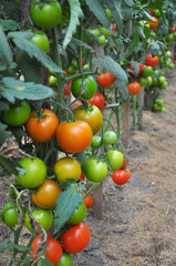 Tomatoes are grown in the open ground