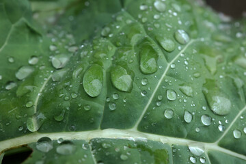 Moisture droplets on a green leaf after rain