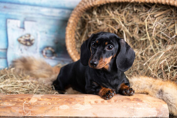  dachshund dog black tan color and.dachshund dog piebald