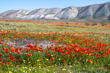Beautiful red poppy flower field in colorful spring.