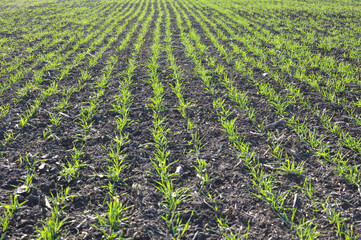 Winter wheat sowings