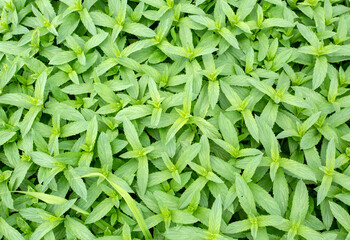 Green fresh organic mint field. Agriculture concept photo.