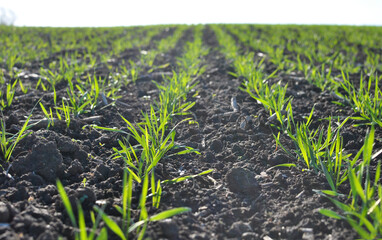 Winter wheat sowings