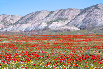 Beautiful red poppy flower field in colorful spring.