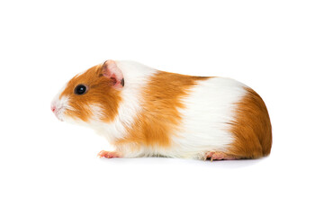 Guinea pig isolated on a white background. Domestic guinea pig