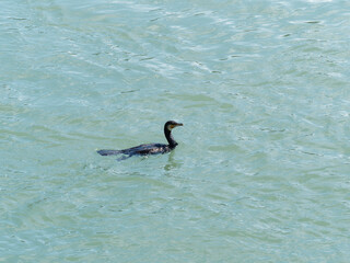 (Phalacrocorax carbo) Grand cormoran nageant, la tête hors de l'eau 